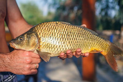 Карп — польза и вред этой рыбы для здоровья 