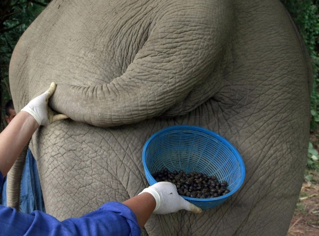 Кофе из кала – самый дорогой в мире. Какие животные «делают» элитные сорта кофе 