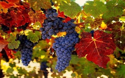 Лечение виноградом - Заболевания желудочно-кишечного тpaкта 