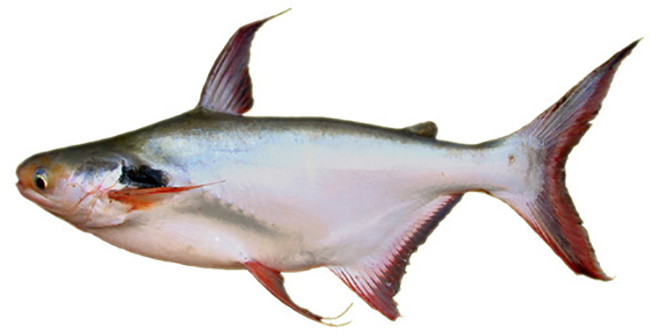Польза и вред популярной рыбы пангасиус 