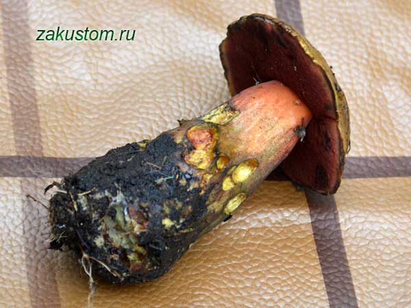 Сатанинский гриб: фото, описание, отличие от дубовика 