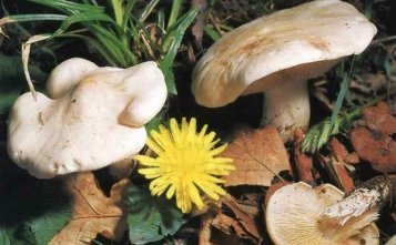 Сколько варить майские грибы? 