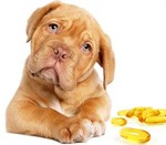 Рыбий жир для собак: зачем, как и сколько давать 
