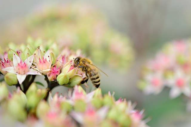 Аллергическая реакция на укус пчелы 