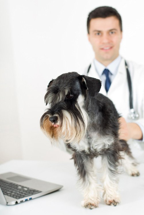 Аллергический дерматит у собак – лечение и симптомы 