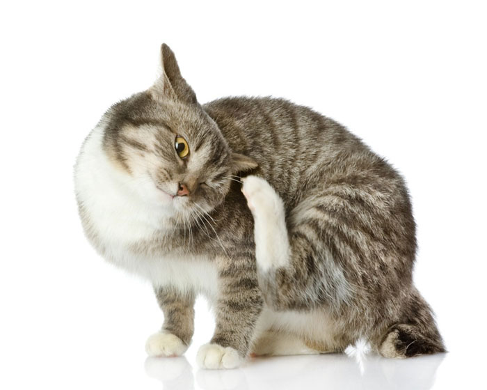 Блошиный дерматит у кошек: симптомы и лечение 