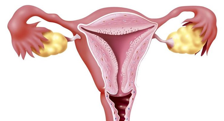 Длина цервикального канала у беременной: нормы, причины и виды патологий 