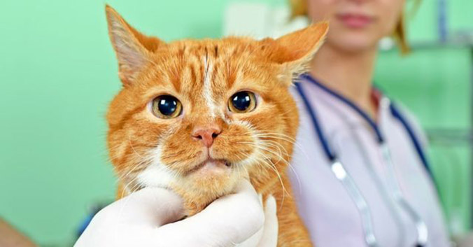 Как лечить экзему у кошек? 
