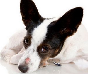 Кожные заболевания у собак: симптомы, описание с фото, лечение 