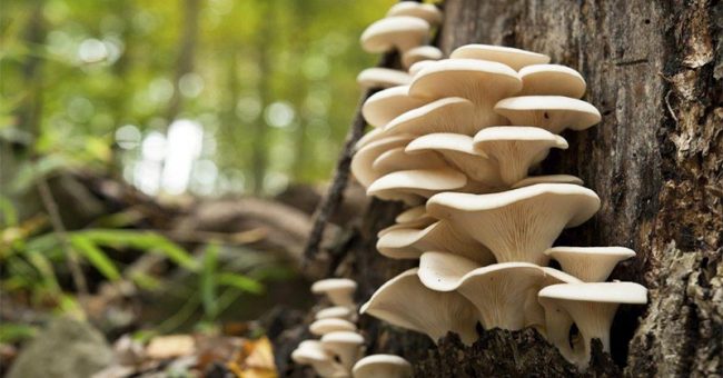 Чем полезны грибы вешенки и можно ли ими отравиться 