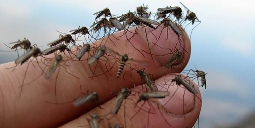 Чем снять зуд от укуса комара - самые эффективные мази, кремы и рецепты народной медицины 