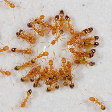 Домашние муравьи: как избавиться, как бороться. Средство от домашних муравьев 