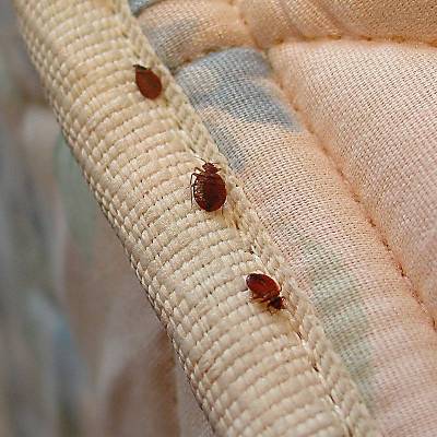 Каких кровососущих насекомых можно встретить в постели или диване 