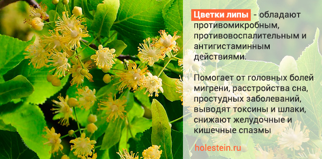 Как правильно принимают цветы липы от повышенного уровня холестерина? 