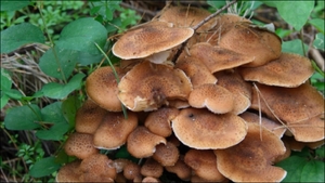 Классификация и зона произрастания грибов опят 