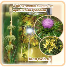Лекарственные травы для очищения организма 