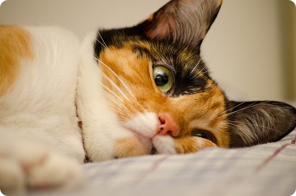 Ослабленная кошка после отравления: основные советы по питанию, лечению и водному режиму 