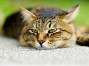 Основные симптомы и лечение отравления у кошек 