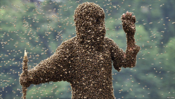 Пчелиный яд: польза, состав, применение, как добываю и воздействие на организм человека 