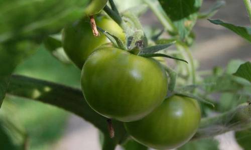 Польза и вред для организма от употрeбления зеленых помидор и можно ли их есть? 