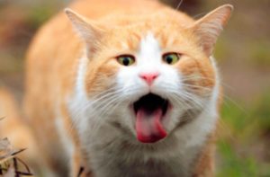 Причины поноса и рвоты у кота и методы лечения в домашних условиях 