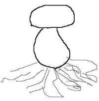 Шляпочные грибы: характеристика видов, строение и способы питания 