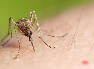 Укус комара: первая помощь и средства защиты 