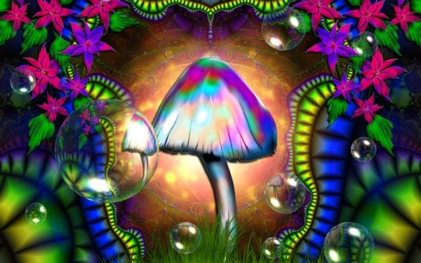 Виды грибов => Описание и фото галлюциногенных грибов 