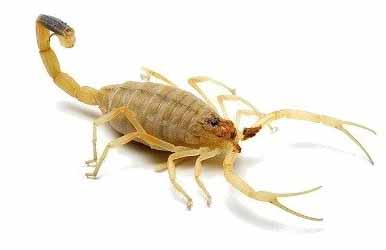 Все, что нужно знать об укусе скорпиона 
