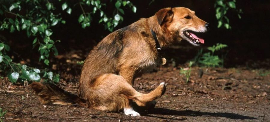 Аскариды у собак и щенков: помочь любимцу – реально. Пpaктические рекомендации для владельцев 