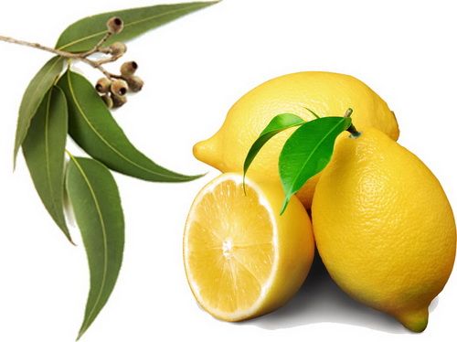 Эвкалиптовая чистка от паразитов: очищение кишечника клизмами и питье лимонного сока 
