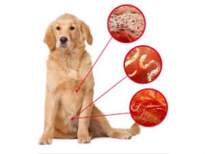 Глисты у собаки: симптомы, фото, лечение и профилактика 