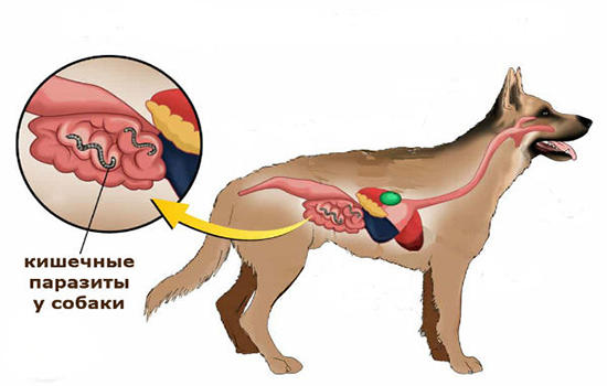 Глисты у собаки: симптомы и лечение 