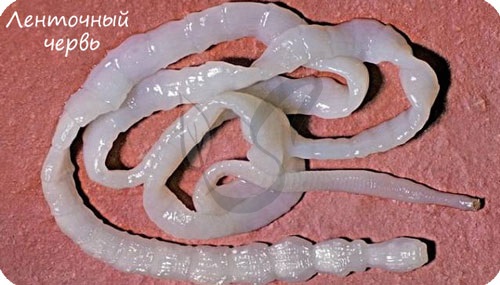 Хаpaктеристика плоских червей 