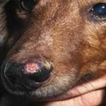 Лейшманиоз у человека и собак: виды, симптомы и способы лечения 