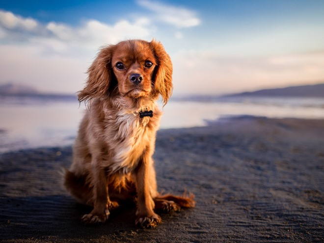 Лямблии организме собаки: симптоматика и лечение 