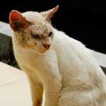 Нотоэдроз у кошек: симптомы, фото и лечение чесотки 