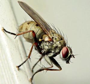 Почему мухи кусаются в августе? 