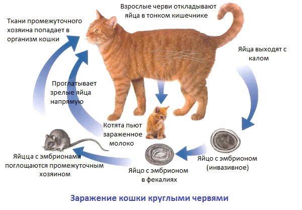 Симптомы и лечение глистов у котенка 