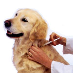Симптомы и лечение хламидиоза у собак (схема) 