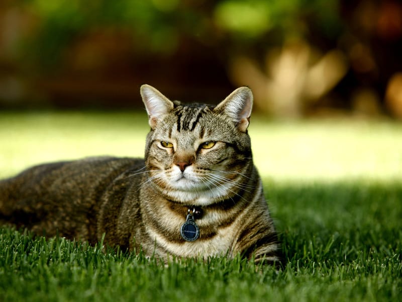 Таблетки от глистов для кошек: какие бывают и как безболезненно дать их питомцу 