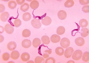 Трипаносома — это опасный паразит или обычный микроорганизм? 