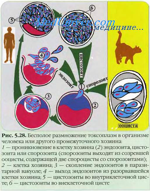 Цикл развития токсоплазмы, схема строения и морфология паразита (с фото) 