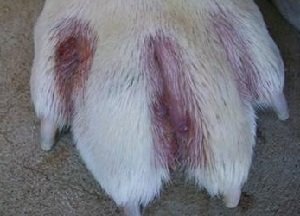 Микоз или грибок у собак: фото и лечение патогенной флоры, пути заражения и меры профилактики 