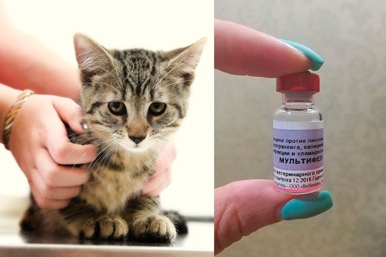 Мультифел 4 инструкция для кошек: вакцина и её применение 