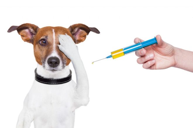 Осложнения после прививки от бешенства у собак 