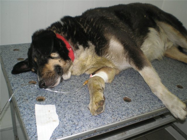 Пироплазмоз у собак, клещи у собак, симптомы и лечение 