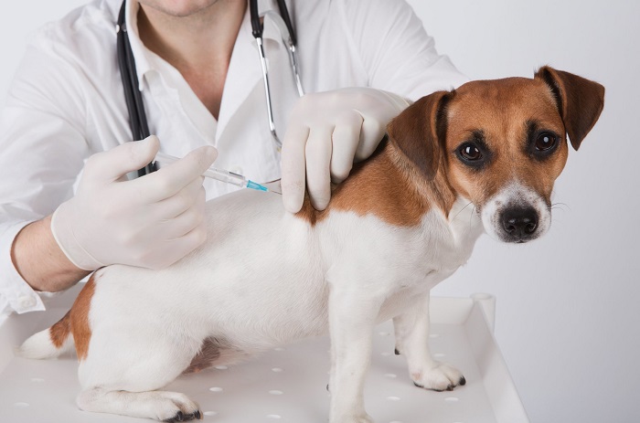 Прививка от бешенства собаке — необходимость или блажь 