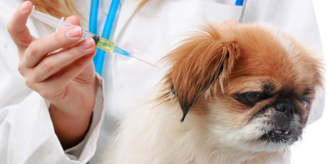 Прививка от клещей для собак: как и когда ее делают 