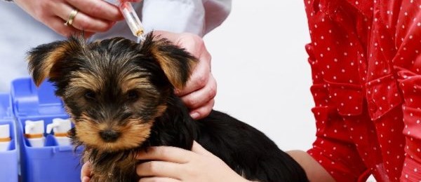 Прививки для йоркширского терьера: подготовка щенка, таблица вакцинации 